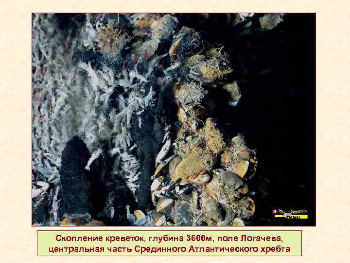 Скопление креветок, глубина 3600 м, поле Логачева, центральная часть Срединного Атлантического хребта 