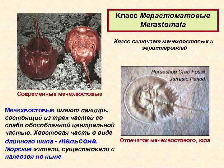 Класс Мерастоматовые Merastomata Класс включает мечехвостовых и эвриптероидей Современные мечехвостовые Мечехвостовые имеют панцирь, состоящий