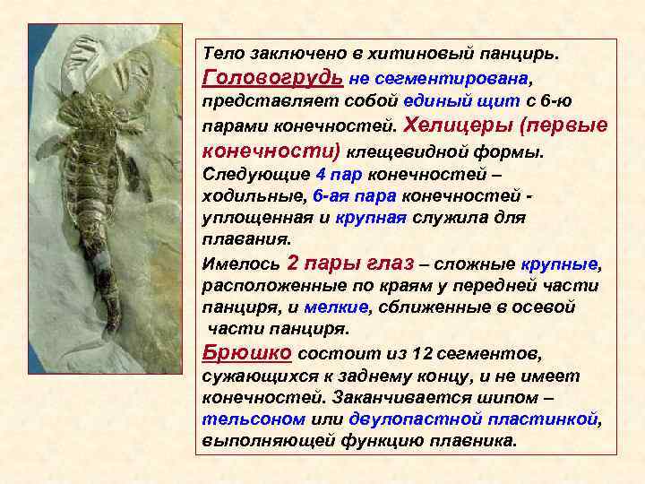 Тело заключено в хитиновый панцирь. Головогрудь не сегментирована, представляет собой единый щит с 6