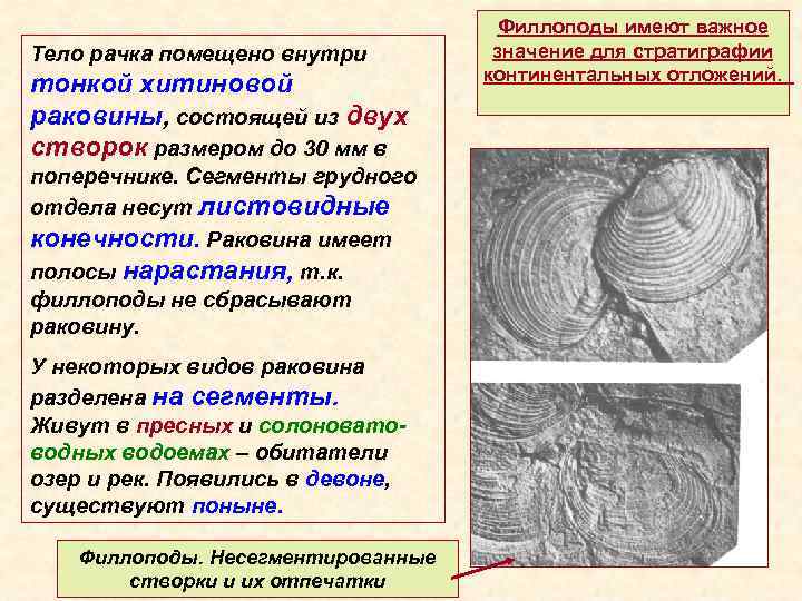 Тело рачка помещено внутри тонкой хитиновой раковины, состоящей из двух створок размером до 30