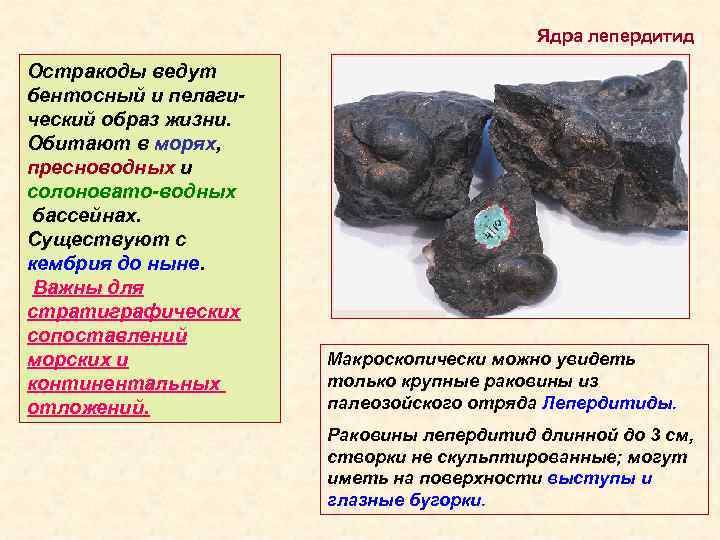 Ядра лепердитид Остракоды ведут бентосный и пелагический образ жизни. Обитают в морях, пресноводных и