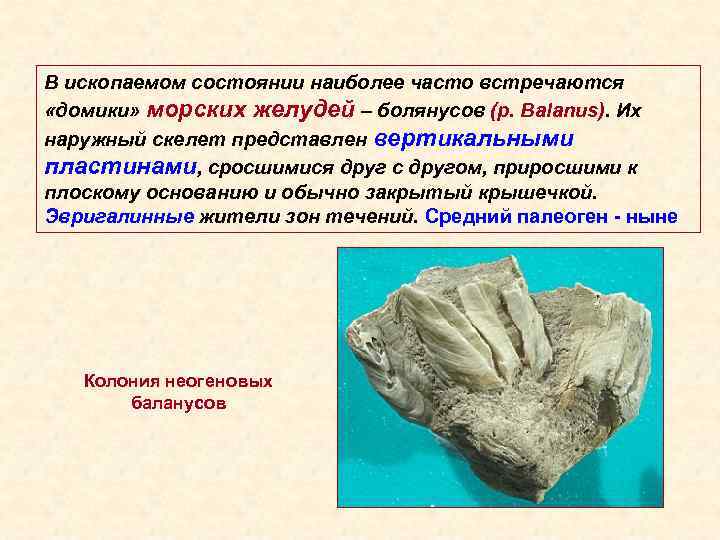 В ископаемом состоянии наиболее часто встречаются «домики» морских желудей – болянусов (р. Balanus). Их