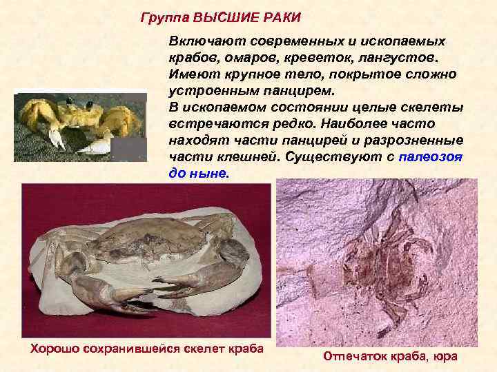 Группа ВЫСШИЕ РАКИ Включают современных и ископаемых крабов, омаров, креветок, лангустов. Имеют крупное тело,