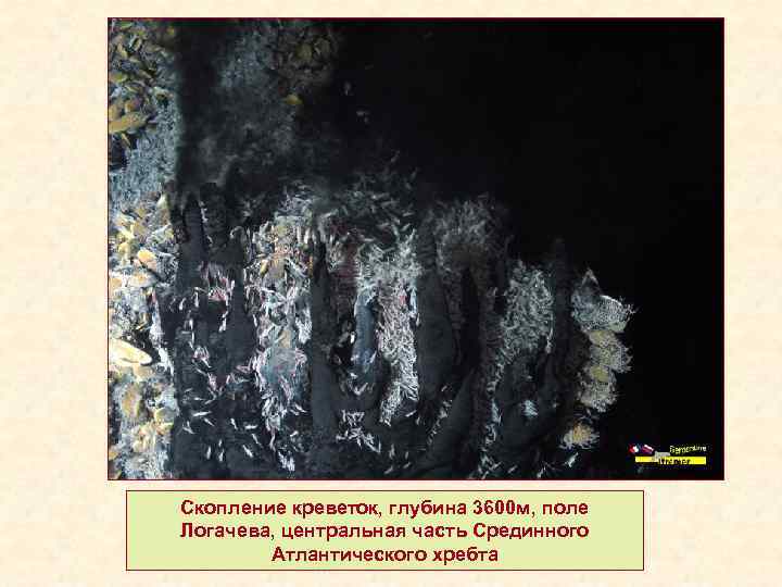 Скопление креветок, глубина 3600 м, поле Логачева, центральная часть Срединного Атлантического хребта 