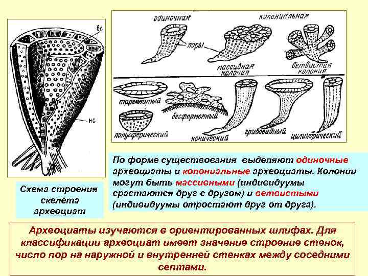 Археоциаты - 1813300