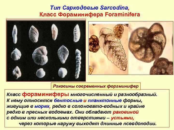 Тип Саркодовые Sarcodina, Класс Фораминифера Foraminifera Раковины современных фораминифер Класс фораминиферы многочисленный и разнообразный.