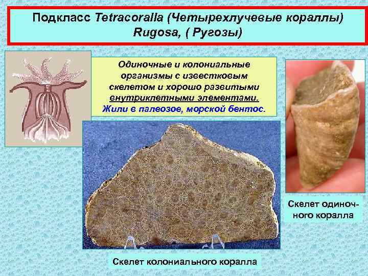 Подкласс Tetracoralla (Четырехлучевые кораллы) Rugosa, ( Ругозы) Одиночные и колониальные организмы с известковым скелетом