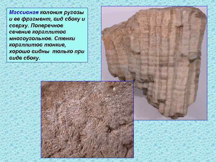 Массивная колония ругозы и ее фрагмент, вид сбоку и сверху. Поперечное сечение кораллитов многоугольное.