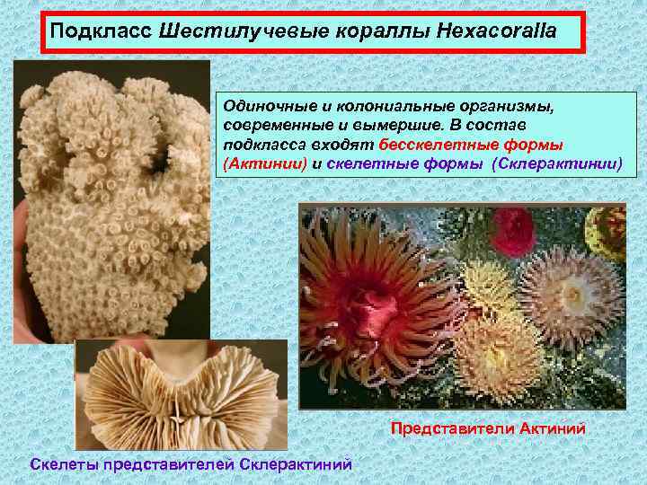 Подкласс Шестилучевые кораллы Hexacoralla Одиночные и колониальные организмы, современные и вымершие. В состав подкласса