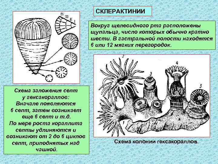 СКЛЕРАКТИНИИ Вокруг щелевидного рта расположены щупальца, число которых обычно кратно шести. В гастральной полости