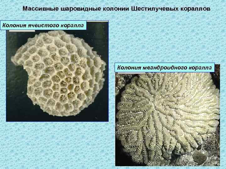 Массивные шаровидные колонии Шестилучевых кораллов Колония ячеистого коралла Колония меандроидного коралла 