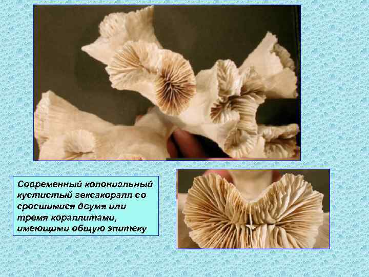 Современный колониальный кустистый гексакоралл со сросшимися двумя или тремя кораллитами, имеющими общую эпитеку 