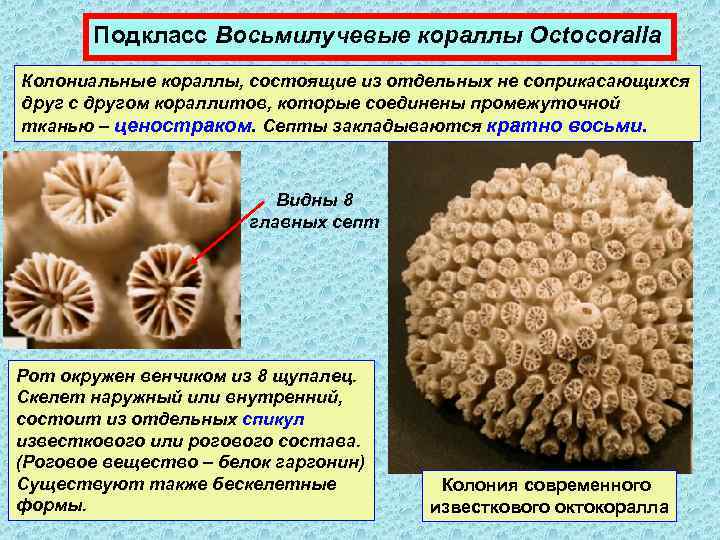 Подкласс Восьмилучевые кораллы Octocoralla Колониальные кораллы, состоящие из отдельных не соприкасающихся друг с другом