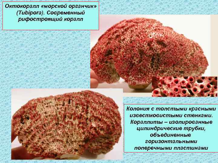 Октокоралл «морской органчик» (Tubipora). Современный рифостроящий коралл Колония с толстыми красными известковистыми стенками. Кораллиты