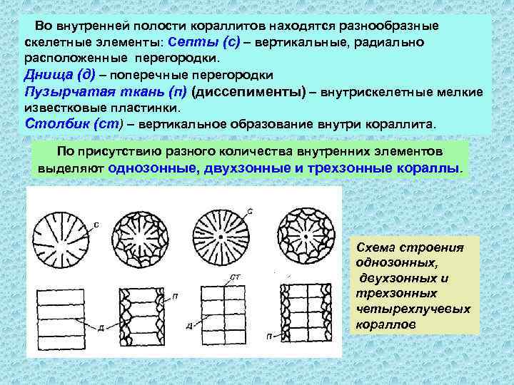 Во внутренней полости кораллитов находятся разнообразные скелетные элементы: Септы (с) – вертикальные, радиально расположенные
