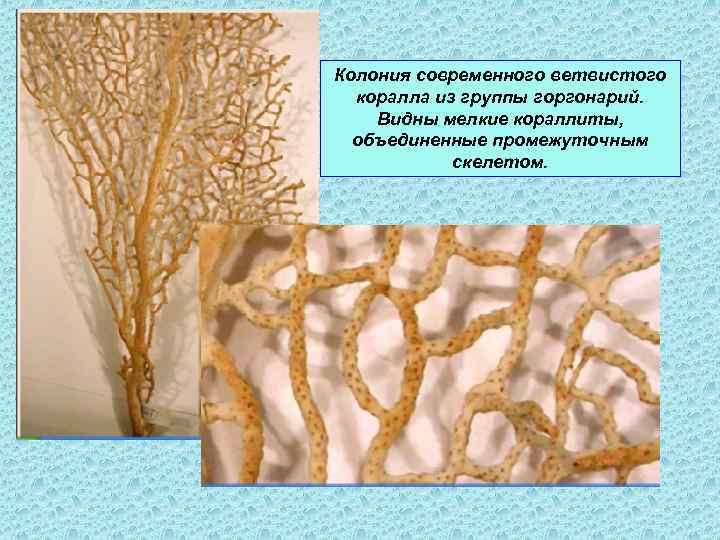 Колония современного ветвистого коралла из группы горгонарий. Видны мелкие кораллиты, объединенные промежуточным скелетом. 