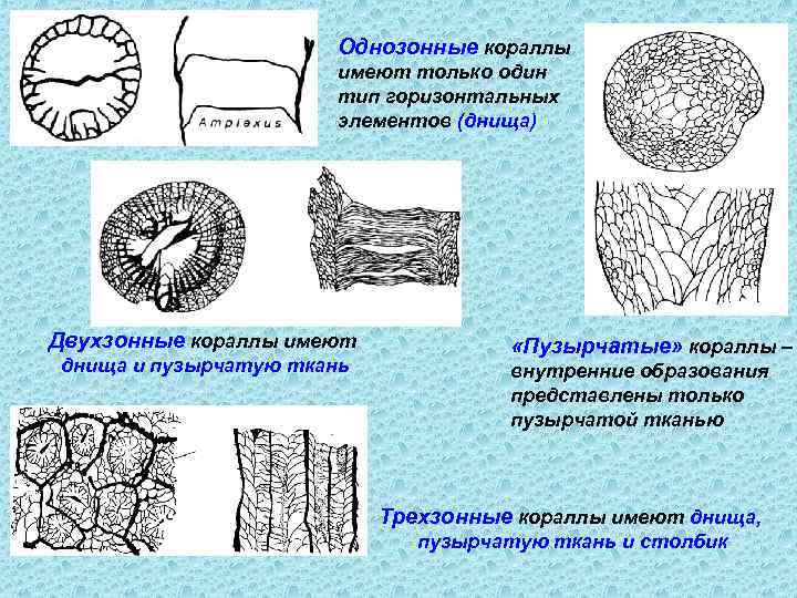 Однозонные кораллы имеют только один тип горизонтальных элементов (днища) Двухзонные кораллы имеют днища и