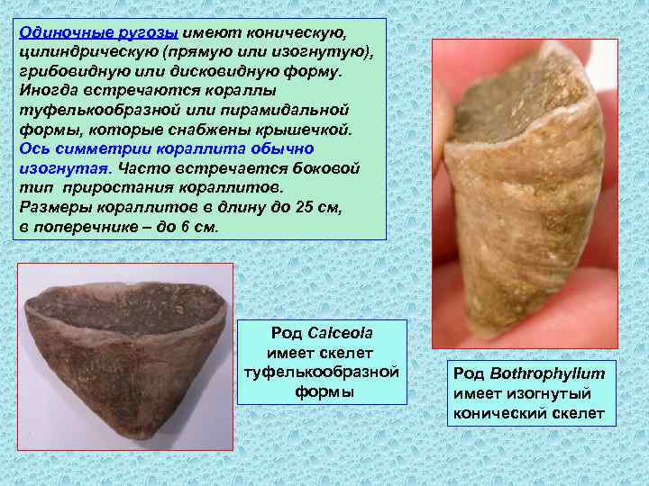 Одиночные ругозы имеют коническую, цилиндрическую (прямую или изогнутую), грибовидную или дисковидную форму. Иногда встречаются