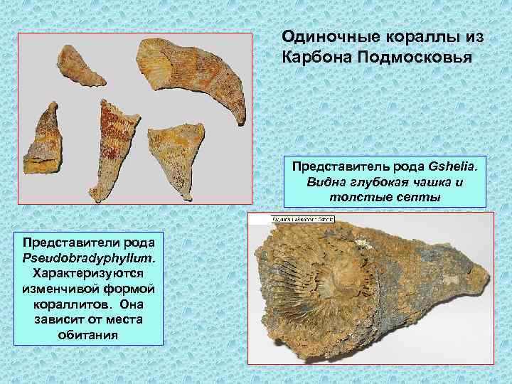 Одиночные кораллы из Карбона Подмосковья Представитель рода Gshelia. Видна глубокая чашка и толстые септы