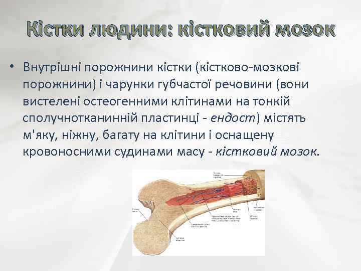 Кістки людини: кістковий мозок • Внутрішні порожнини кістки (кістково-мозкові порожнини) і чарунки губчастої речовини