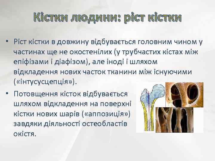 Кістки людини: ріст кістки • Ріст кістки в довжину відбувається головним чином у частинах