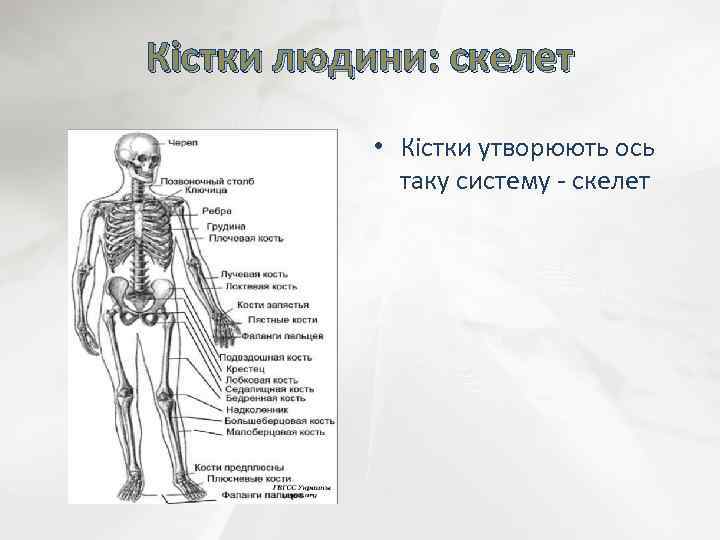 Кістки людини: скелет • Кістки утворюють ось таку систему - скелет 