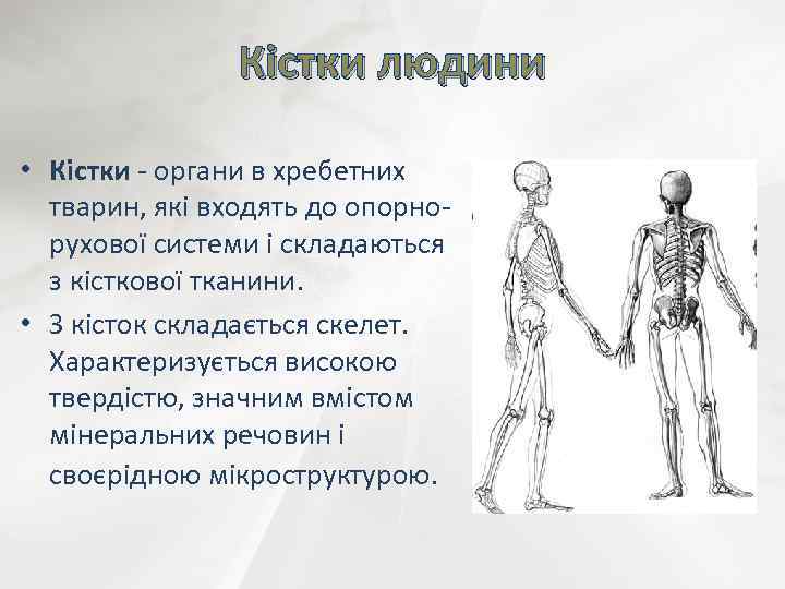 Кістки людини • Кістки - органи в хребетних тварин, які входять до опорнорухової системи