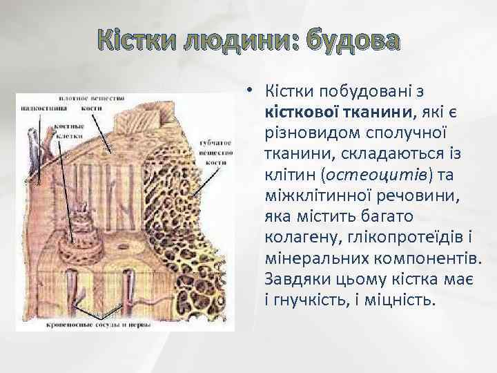 Кістки людини: будова • Кістки побудовані з кісткової тканини, які є різновидом сполучної тканини,