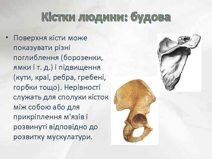 Кістки людини: будова • Поверхня кісти може показувати різні поглиблення (борозенки, ямки і т.