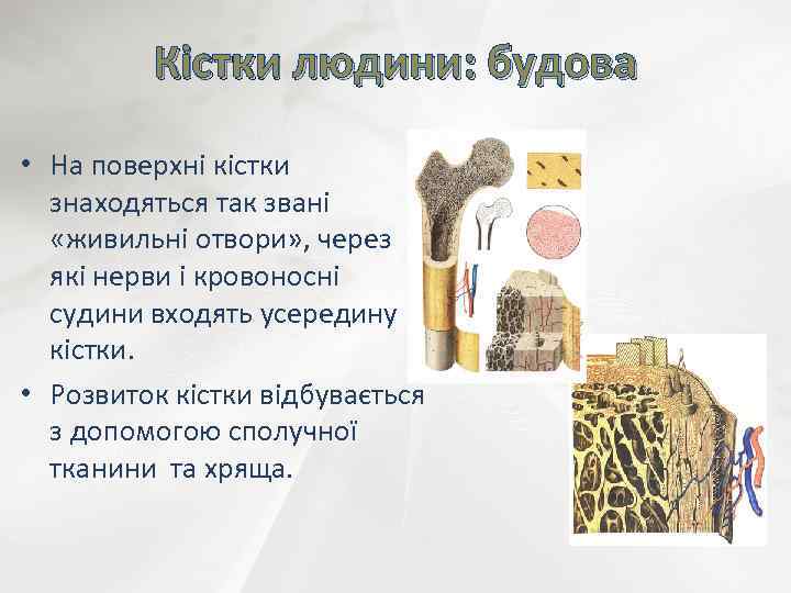 Кістки людини: будова • На поверхні кістки знаходяться так звані «живильні отвори» , через