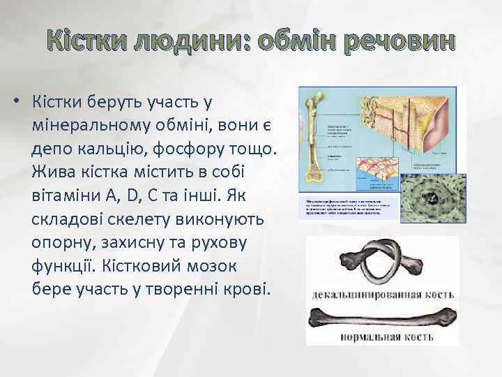 Кістки людини: обмін речовин • Кістки беруть участь у мінеральному обміні, вони є депо