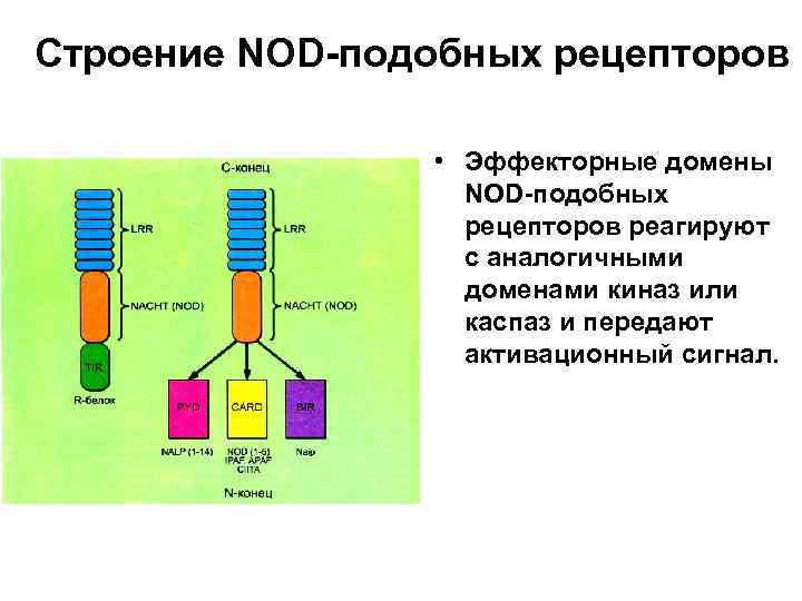 Строение NOD-подобных рецепторов • Эффекторные домены NOD-подобных рецепторов реагируют с аналогичными доменами киназ или