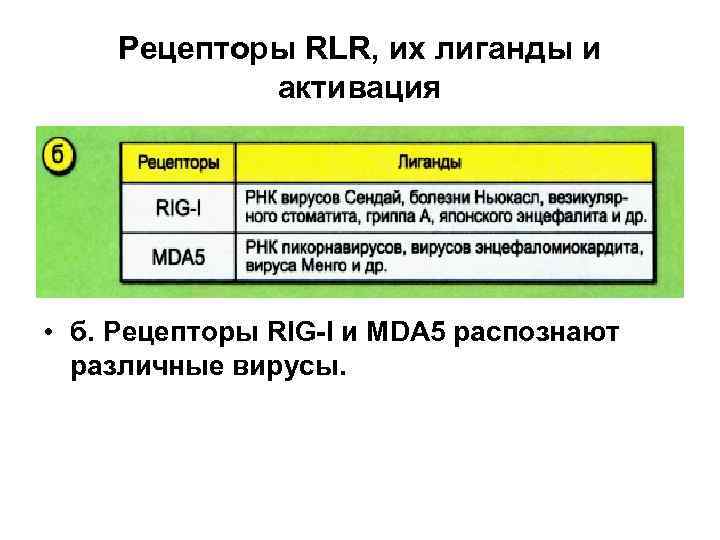 Рецепторы RLR, их лиганды и активация • б. Рецепторы RIG-I и MDA 5 распознают