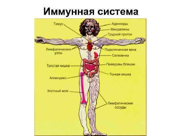 Иммунная система 