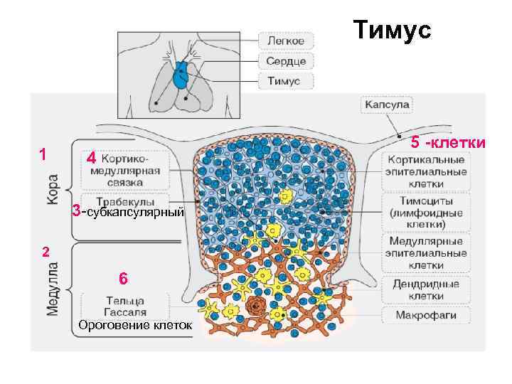 Тимус 1 5 -клетки 4 3 -субкапсулярный 2 6 Ороговение клеток 