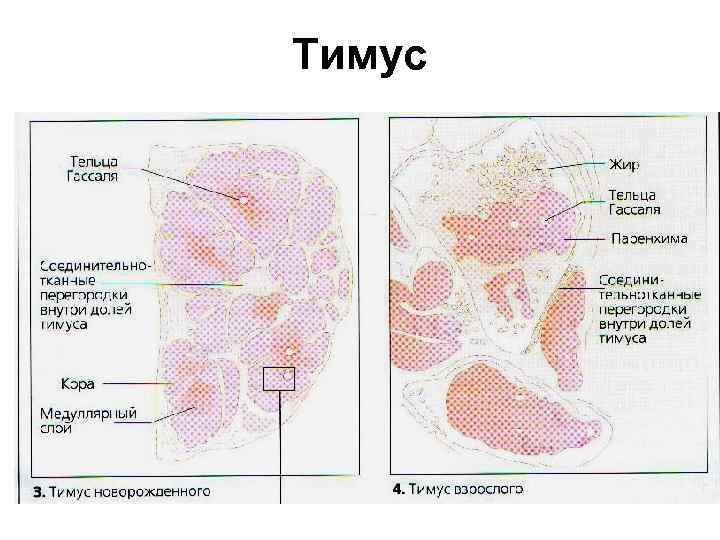 Тимус 