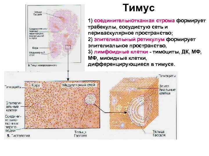 Паренхима желез. Функции вилочковой железы гистология. Строма соединительной ткани. Строма тимуса образована. Строма тимуса гистология.