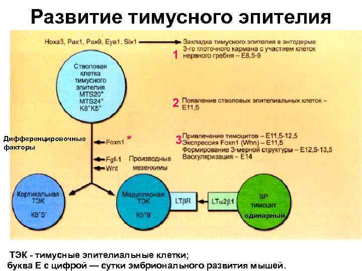 Развитие тимусного эпителия 1 2 Дифференцировочные факторы * 3 одинарный ТЭК - тимусные эпителиальные