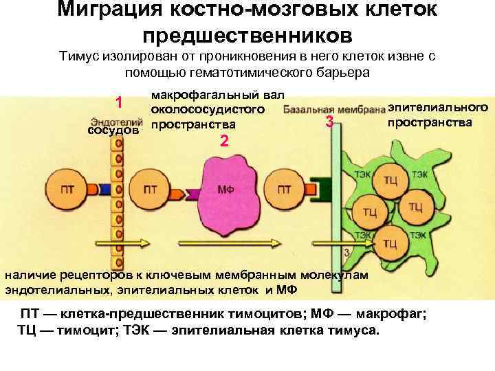 Миграция костно-мозговых клеток предшественников Тимус изолирован от проникновения в него клеток извне с помощью