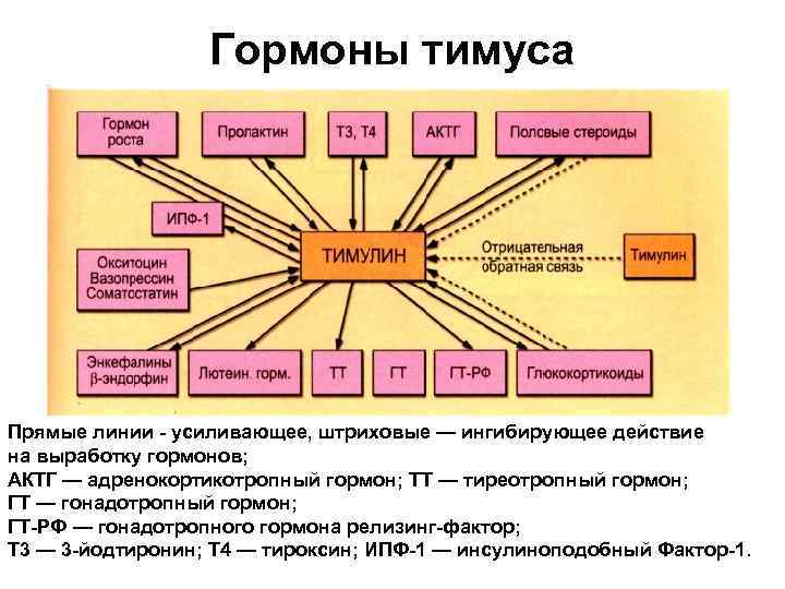 Гормоны тимуса Прямые линии - усиливающее, штриховые — ингибирующее действие на выработку гормонов; АКТГ