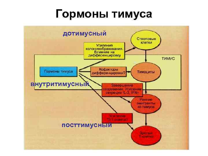 Гормоны тимуса физиология презентация