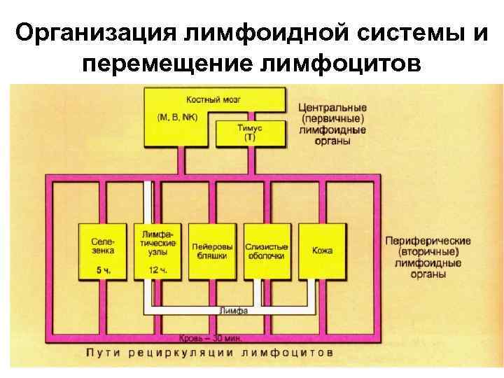 Организация лимфоидной системы и перемещение лимфоцитов 