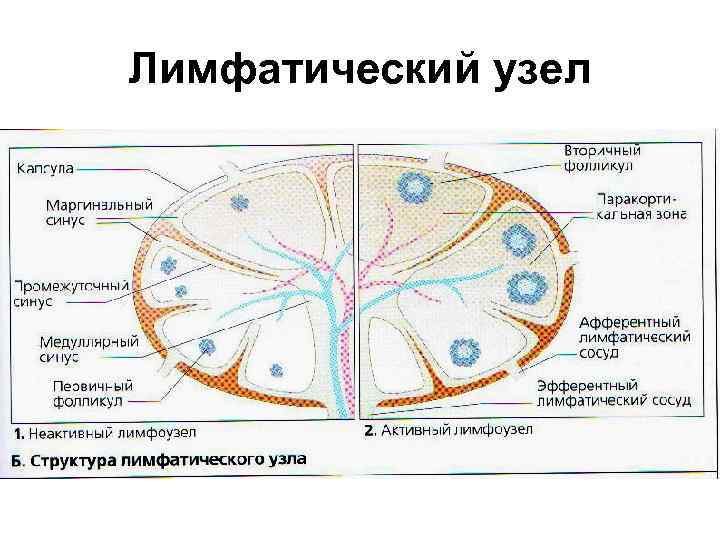 Первичный узелок. Б зависимая зона лимфатического узла. Строение лимфатического узла иммунология. Строение вторичного лимфоидного узелка. Строение фолликула лимфатического узла.