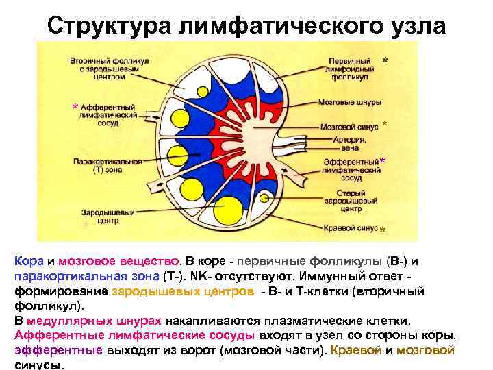 Структура лимфатического узла * * * Кора и мозговое вещество. В коре - первичные