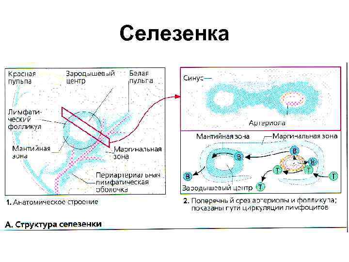 Селезенка 