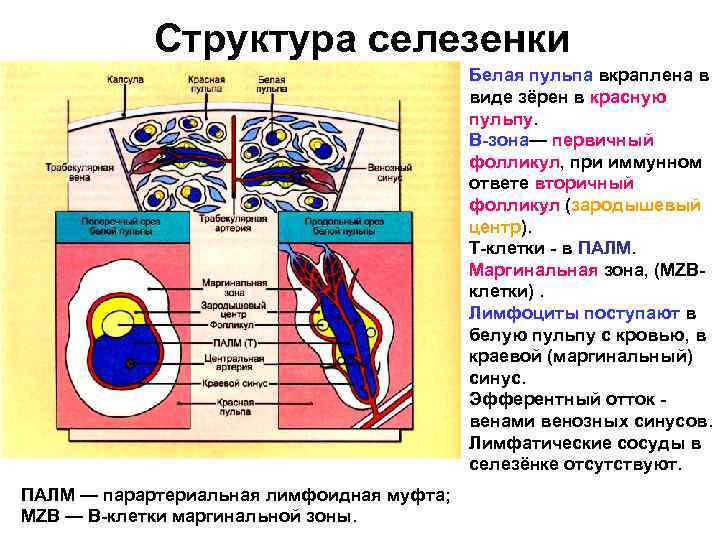 Селезенка лимфоциты