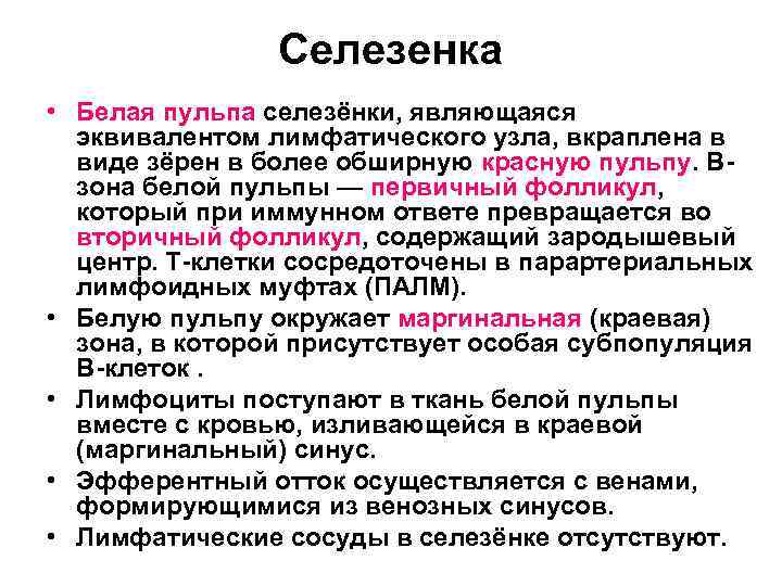 Селезенка • Белая пульпа селезёнки, являющаяся эквивалентом лимфатического узла, вкраплена в виде зёрен в