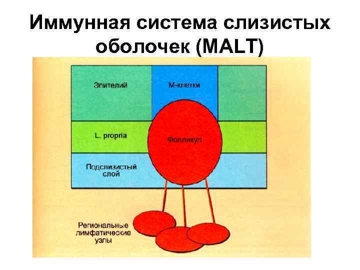 Иммунная система слизистых оболочек (MALT) 