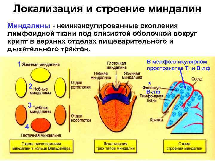 Локализация и строение миндалин Миндалины - неинкансулированные скопления лимфоидной ткани под слизистой оболочкой вокруг