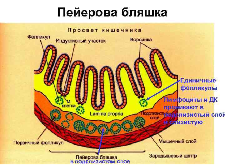 Пейерова бляшка Единичные фолликулы Лимфоциты и ДК проникают в подслизистый слой и слизистую в